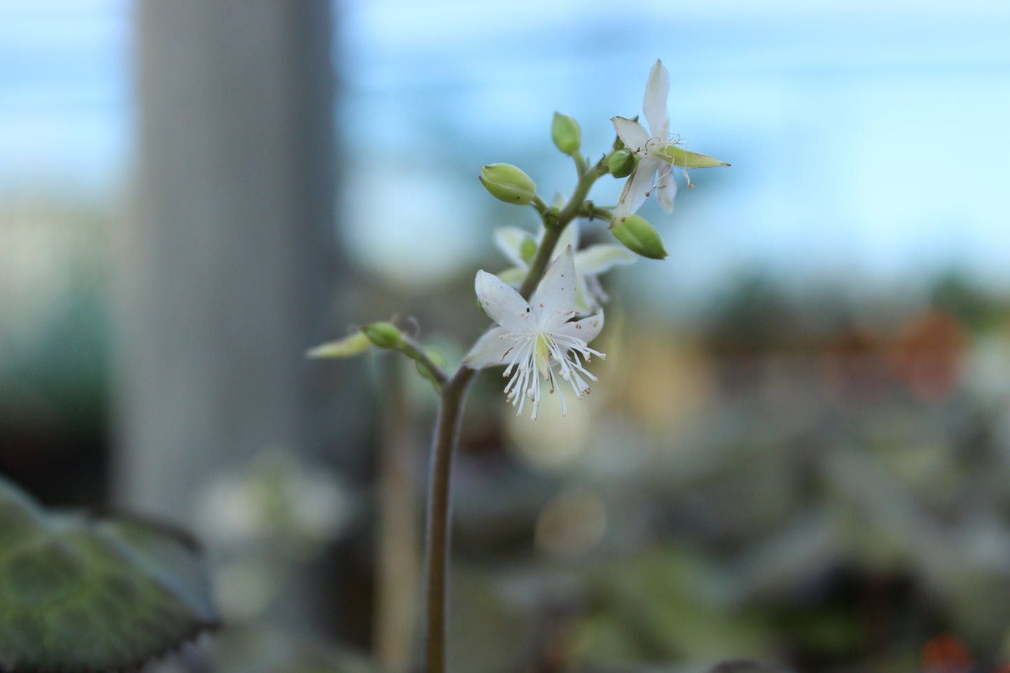 Beesia calthifolia flower