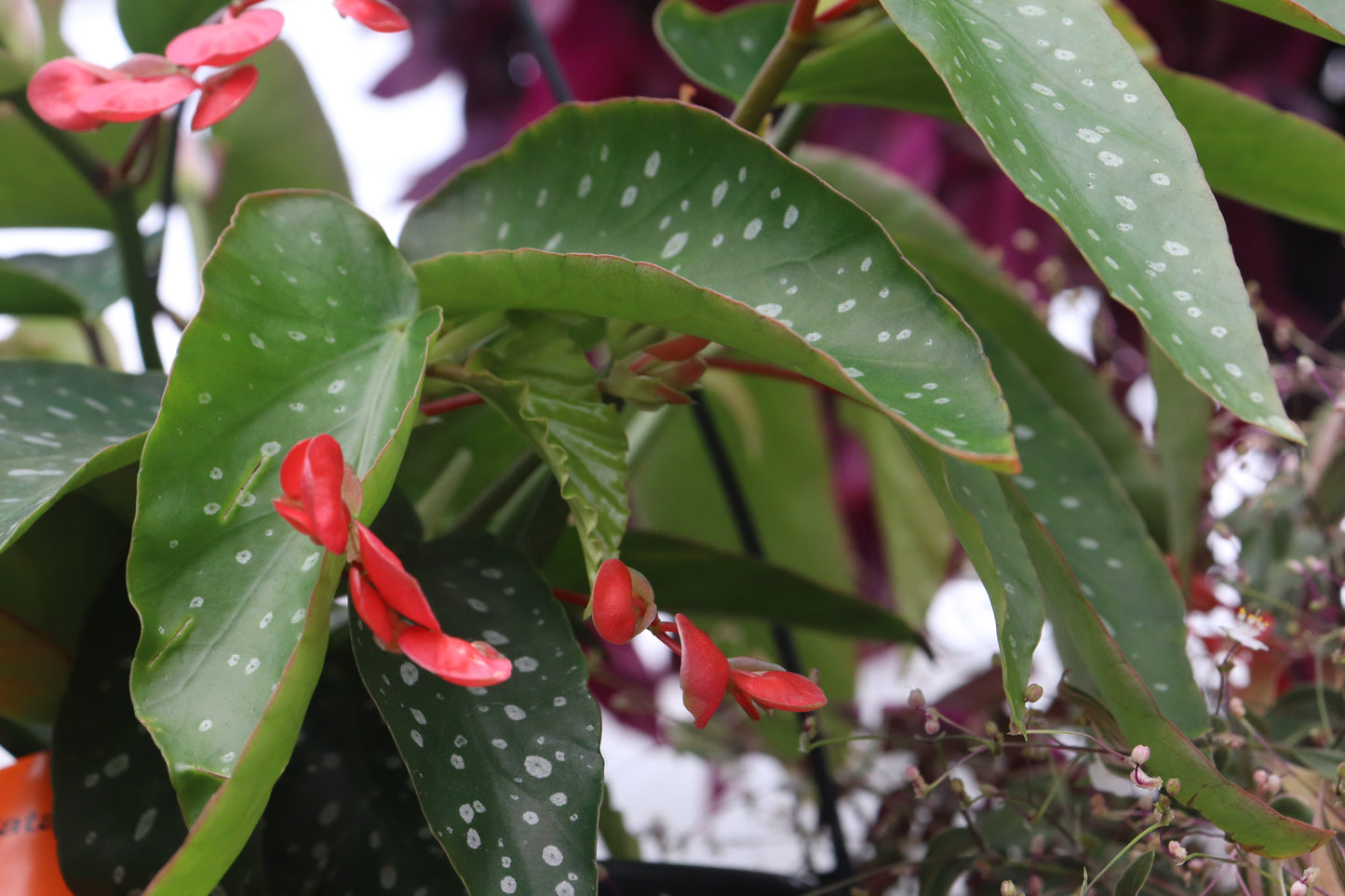 Begonia maculata 3