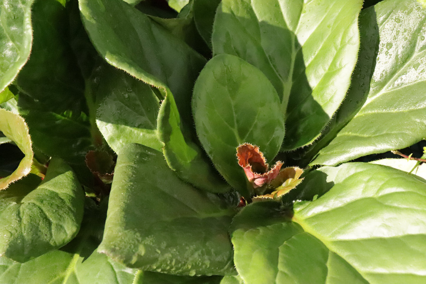 Bergenia Snow Cloud foliage