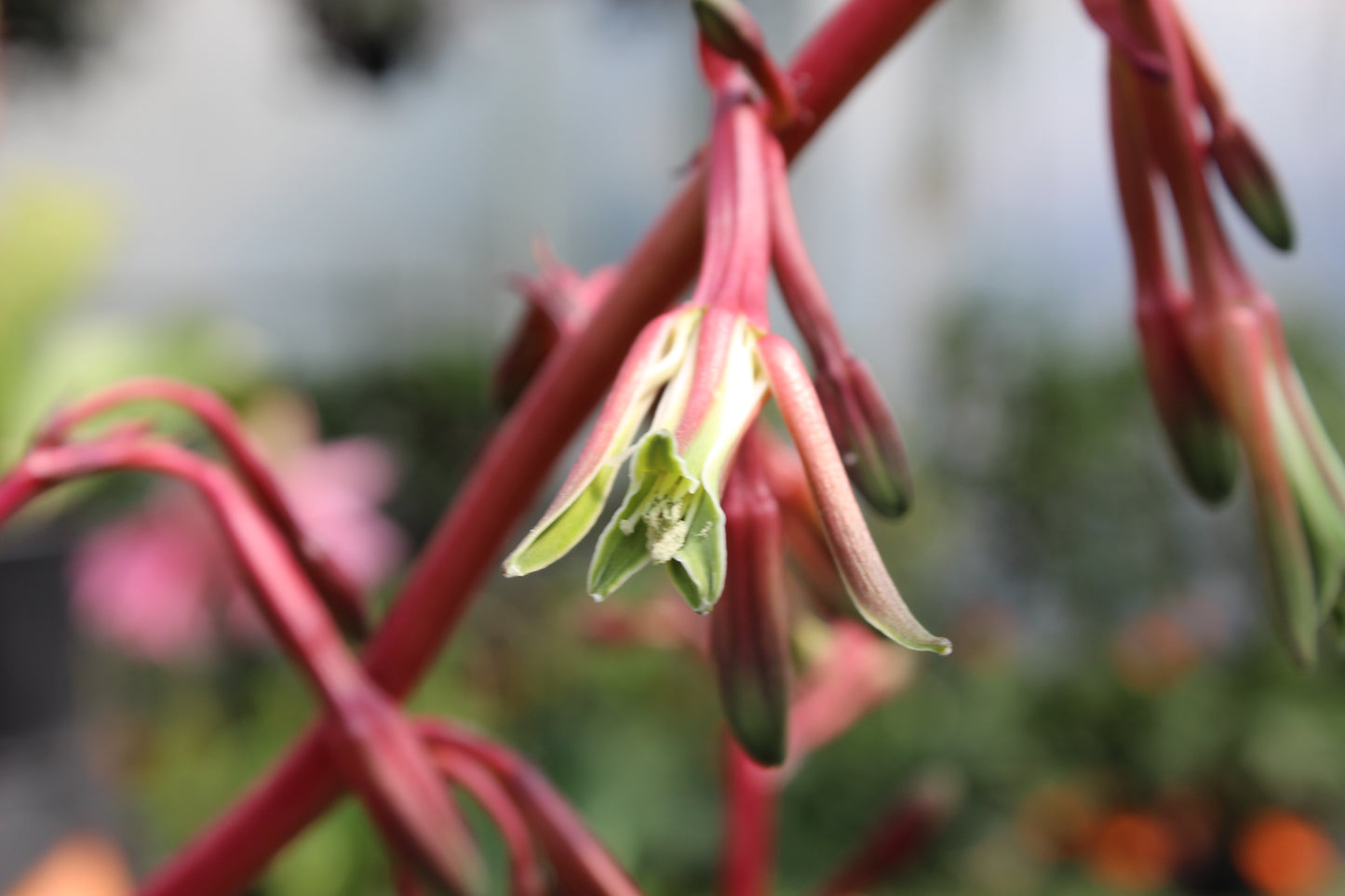 Beschoneria tonelli flower 2