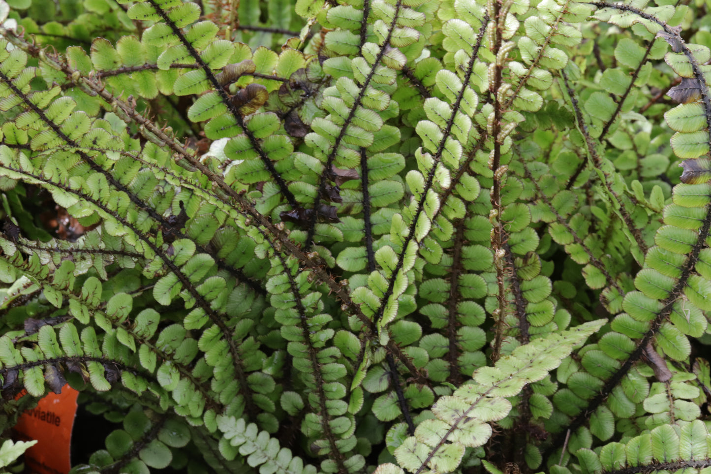 Blechnum fluviatile 2