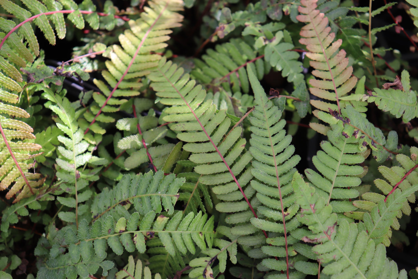 Blechnum parrisiae 2
