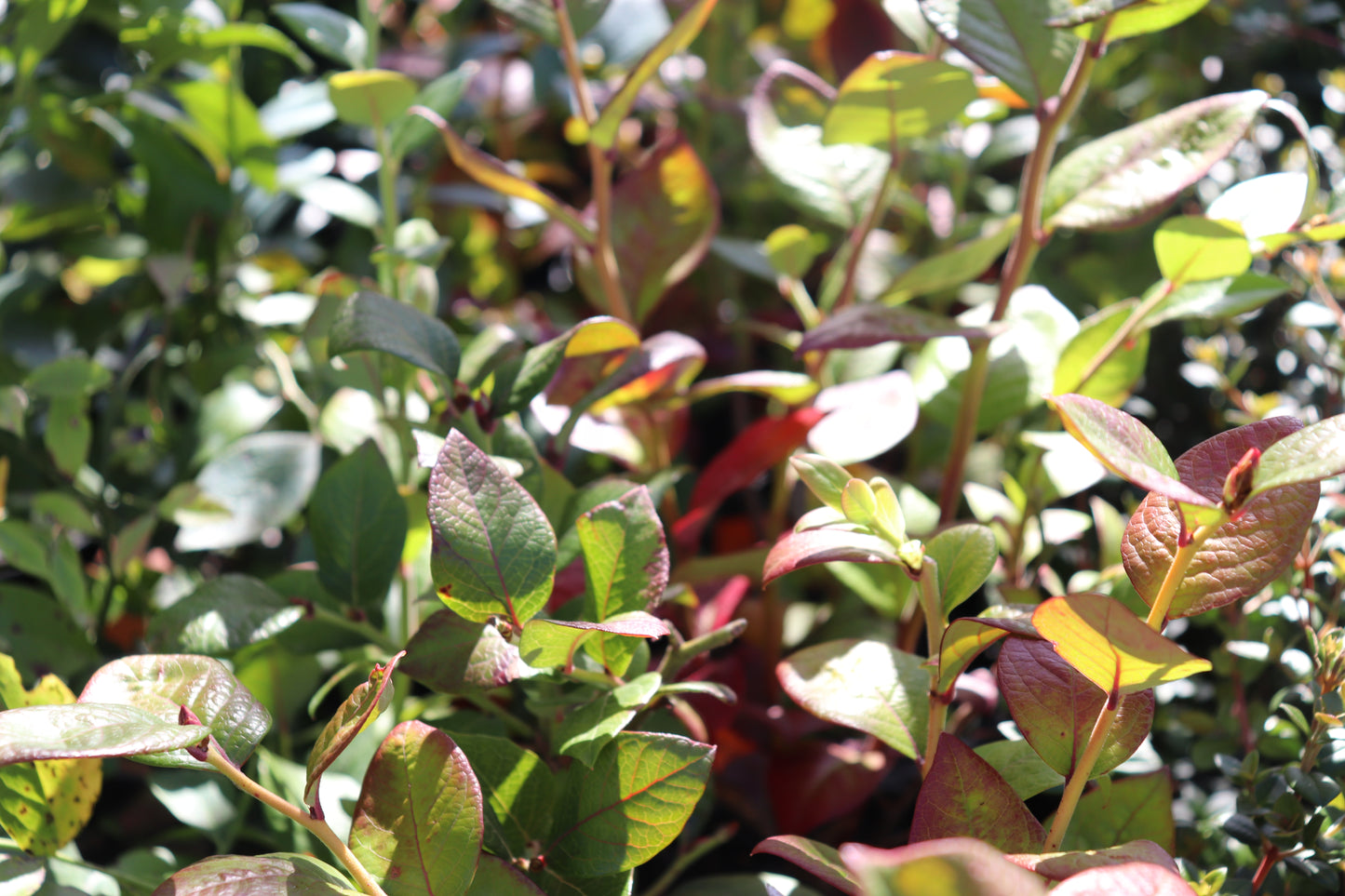 Blueberry Puru