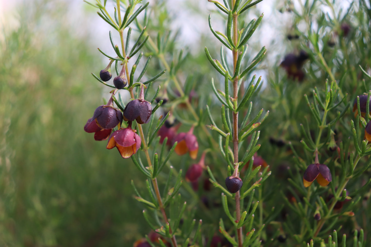 Boronia Megastigma