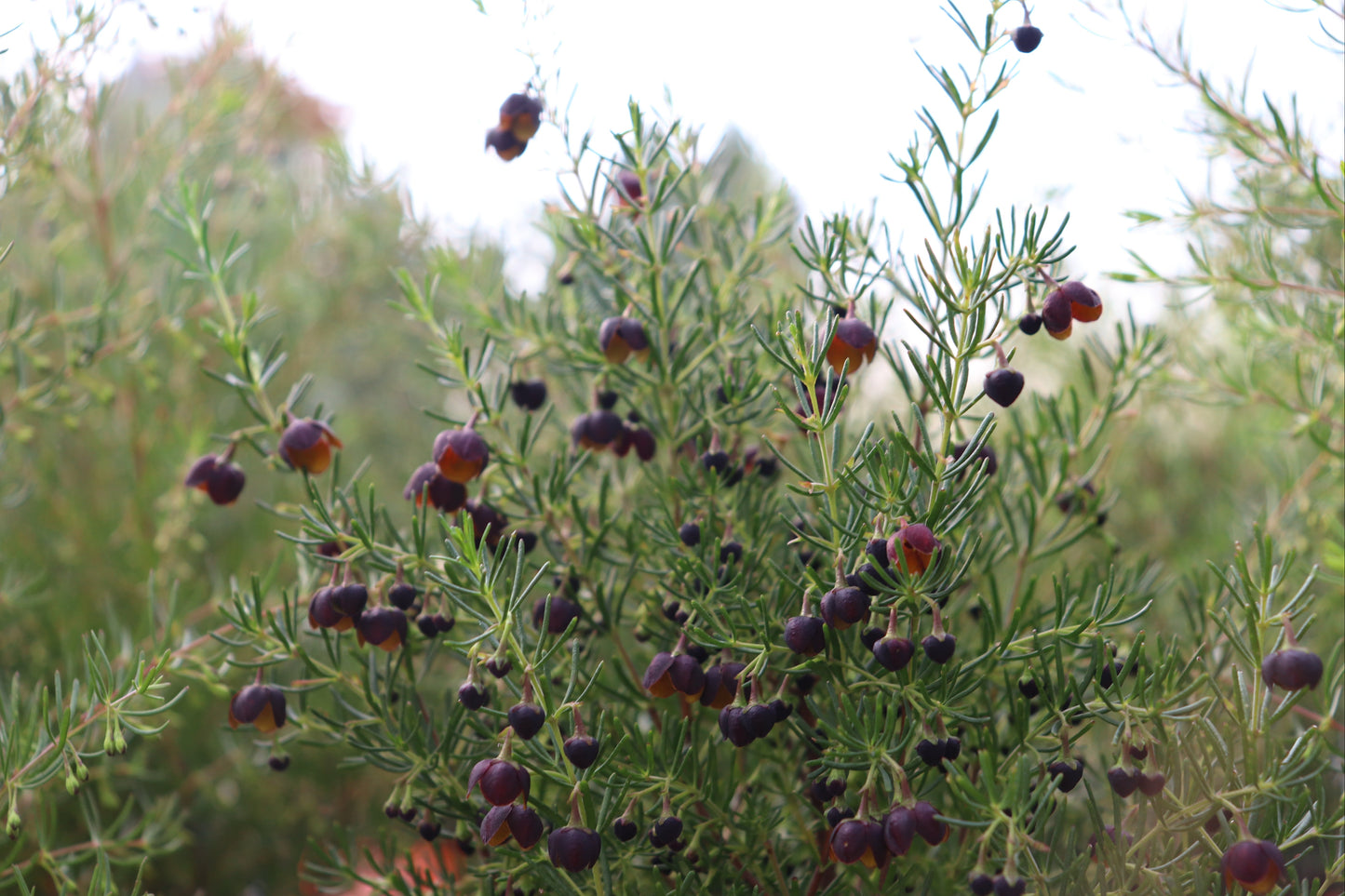 Boronia Megastigma 2