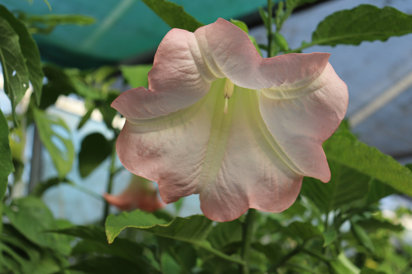Brugmansia Noels Blush 3