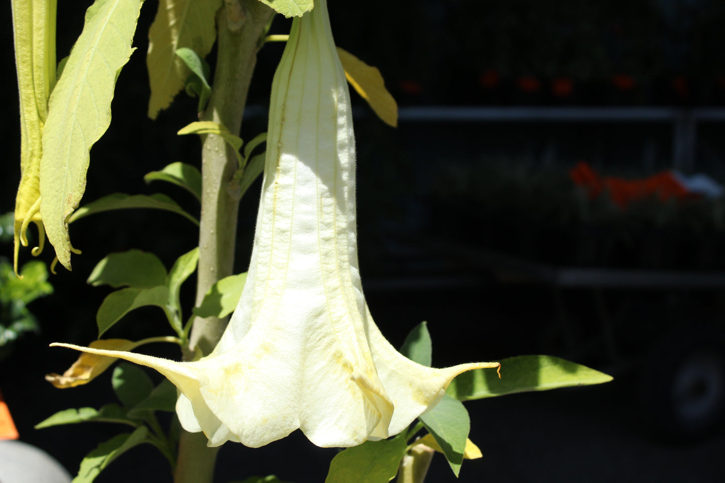Brugmansia matapouri virgo