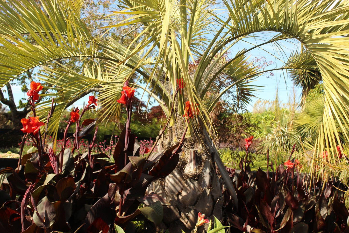Butia capitata 2