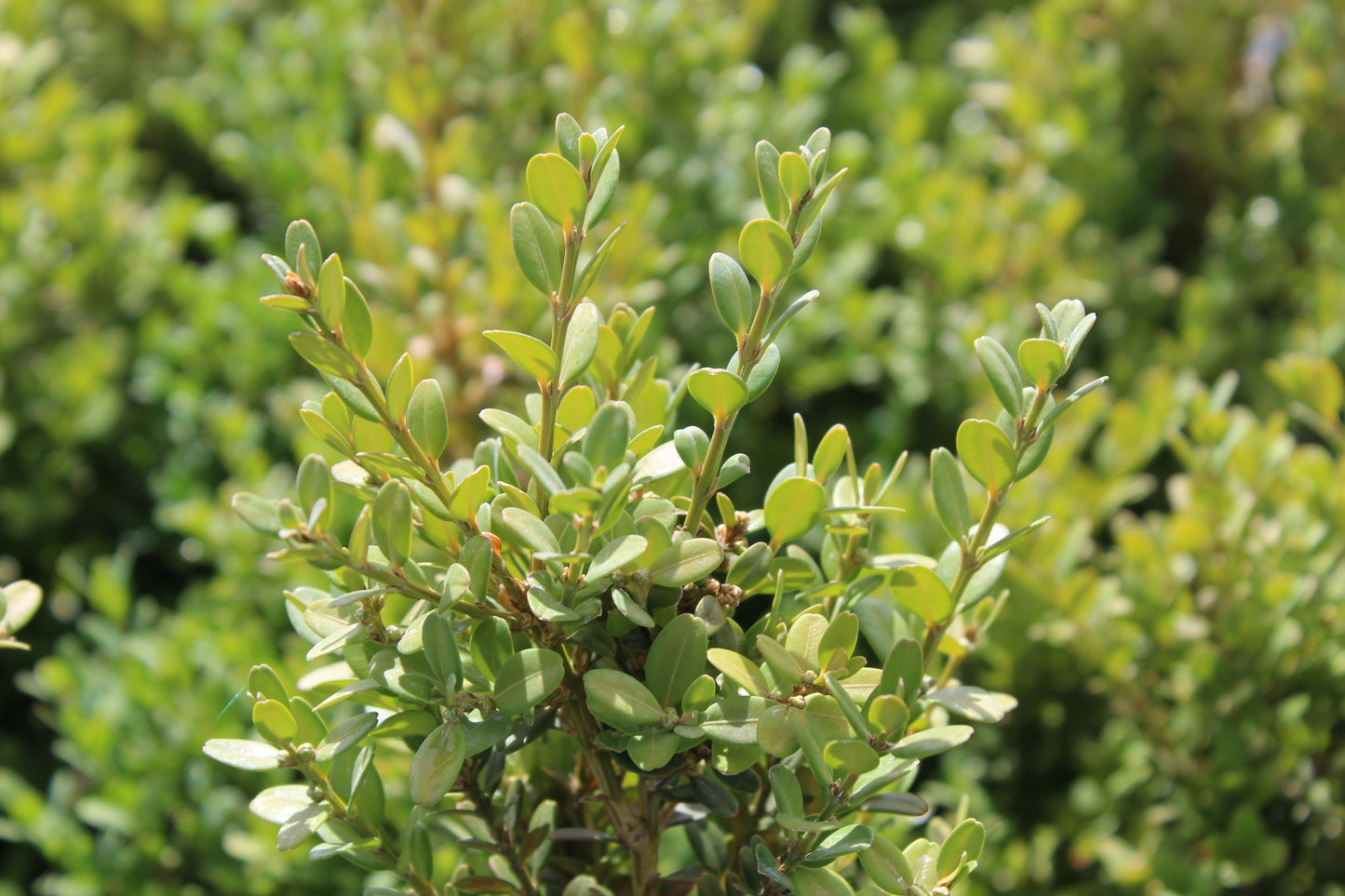 Buxus John Baldwin