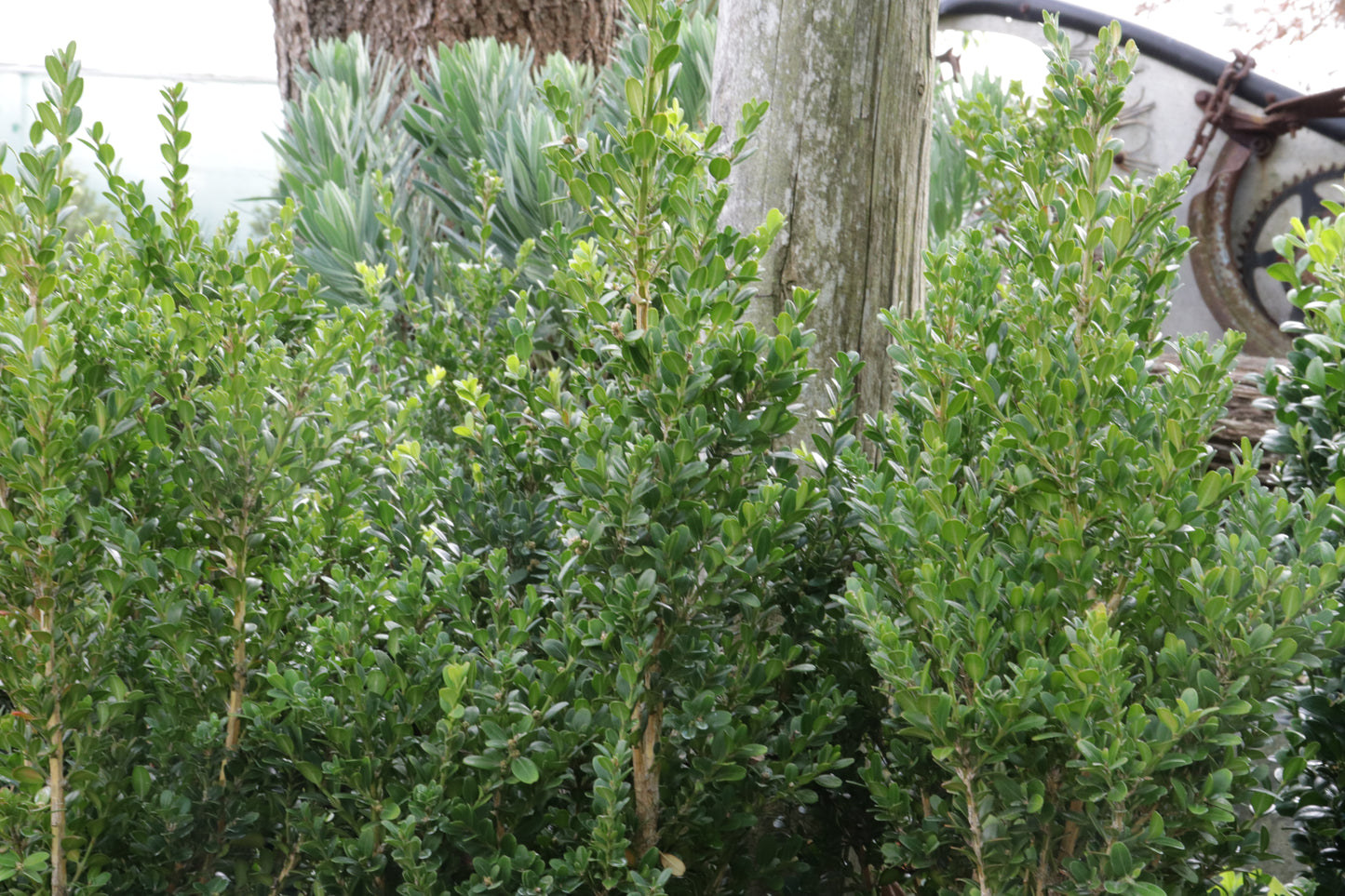 Buxus John Baldwin 2