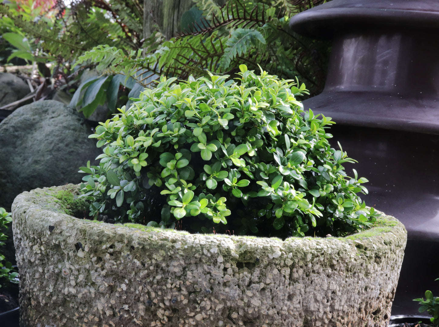 Buxus microphylla var. Japonica Morris Midget 3