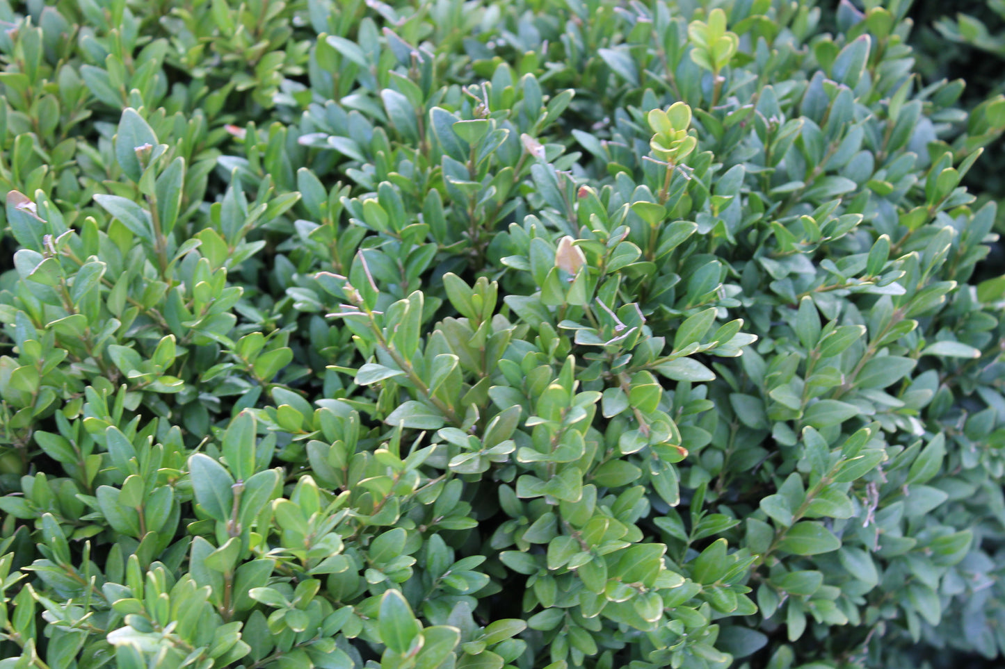 Buxus sempervirens Topiary