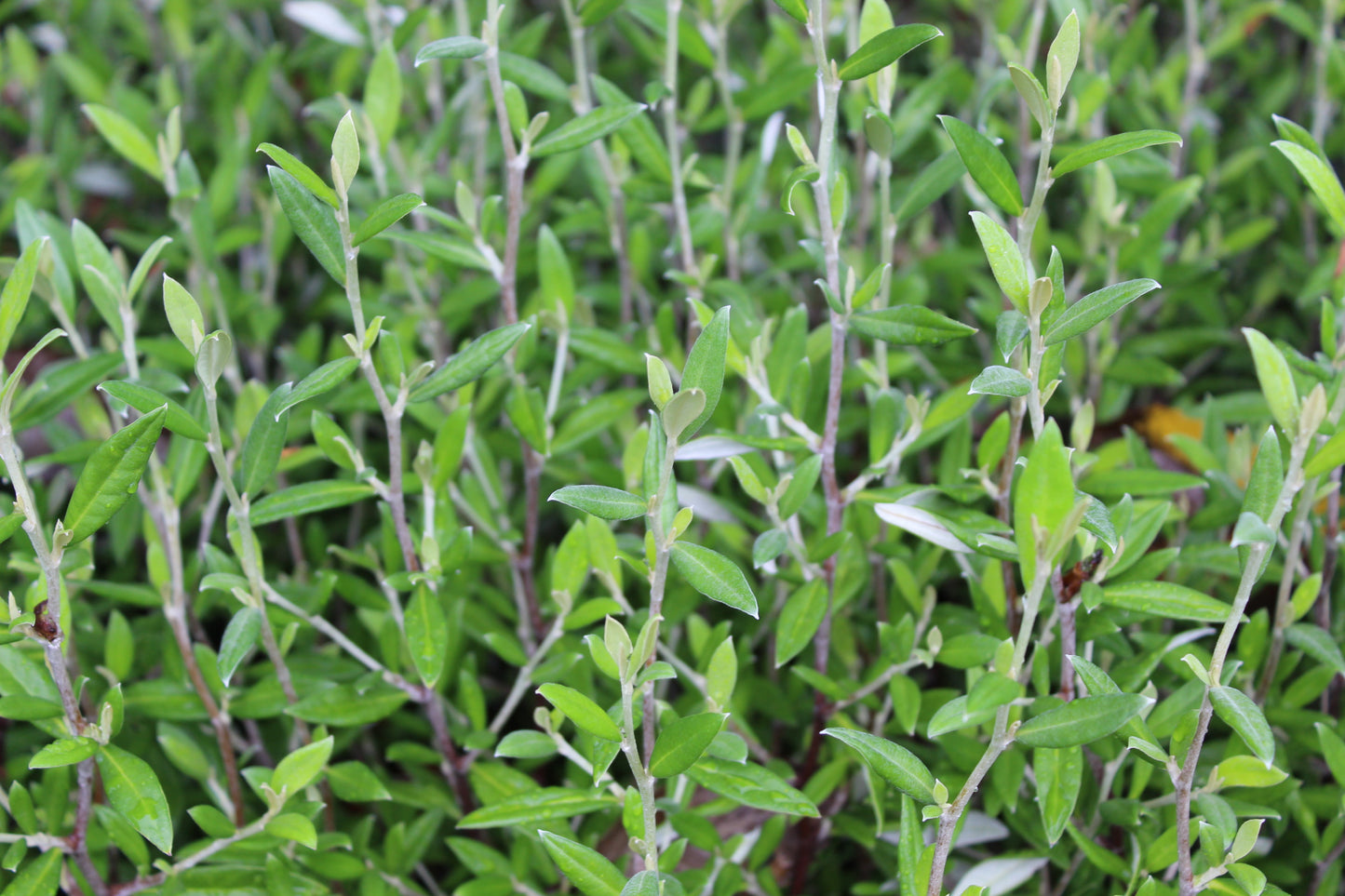 Corokia 'Geenty's Green'