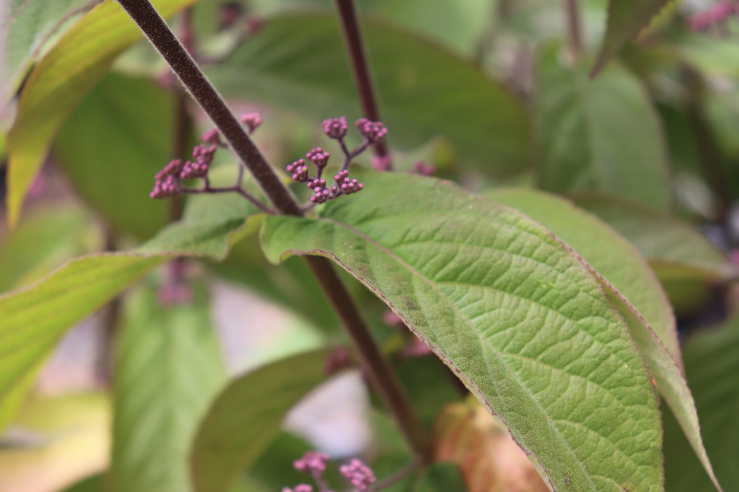 Callicarpa bodinieri 2