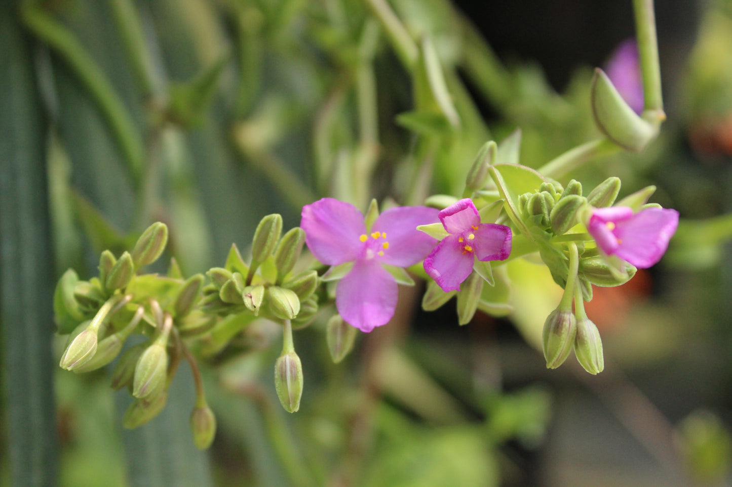 Callisia navicularis