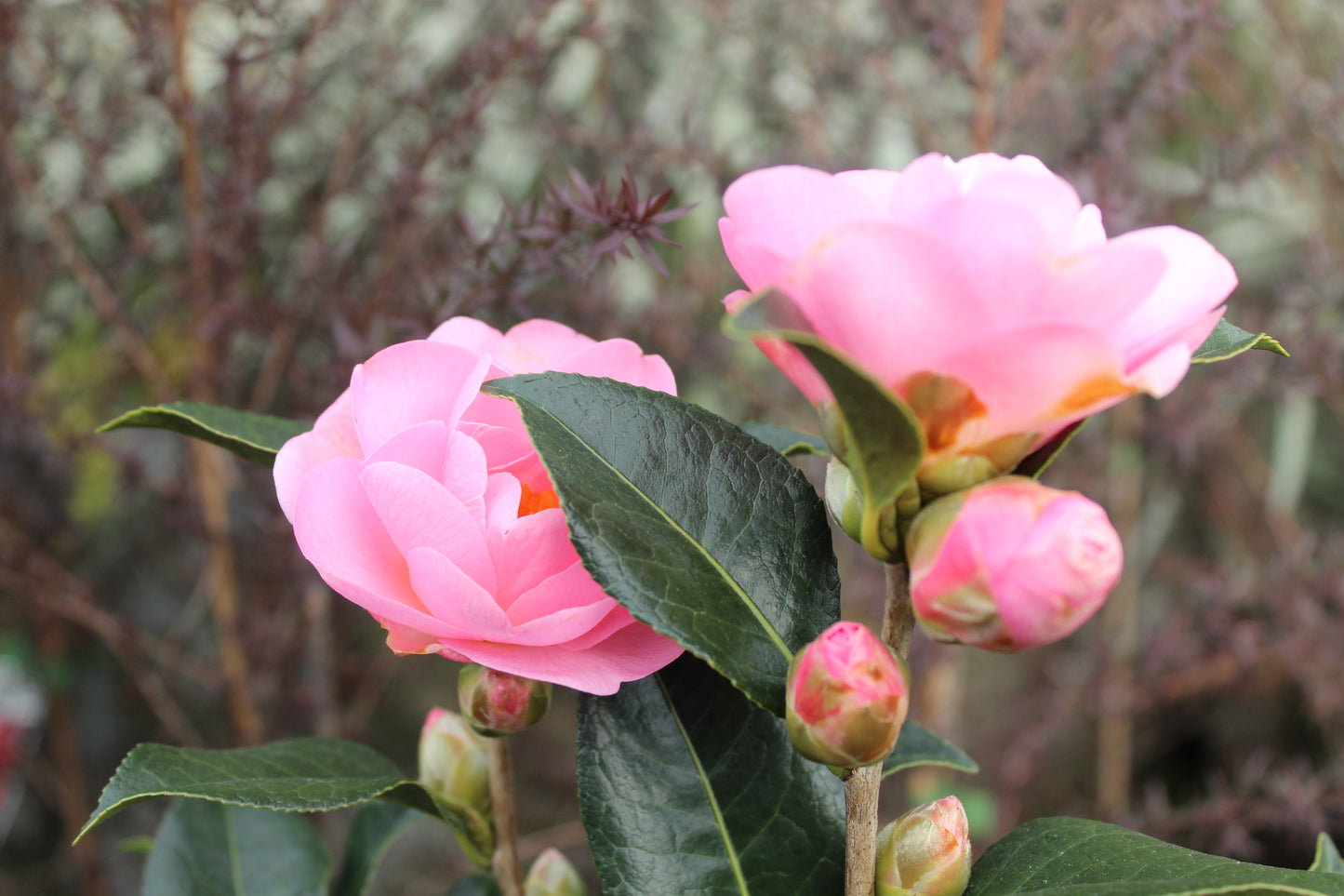 Camellia Nicky Crisp 2