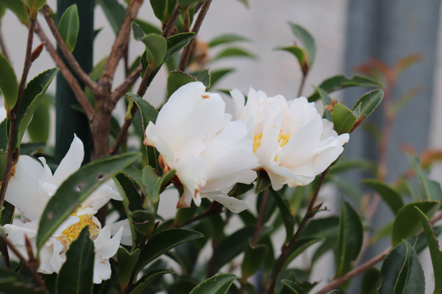 Camellia Petite White