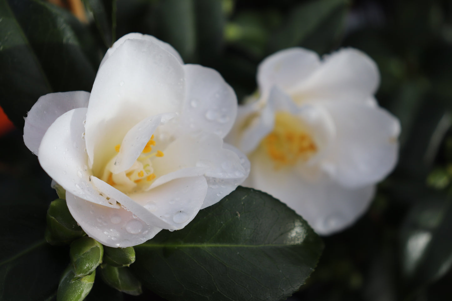 Camellia Silver Tower