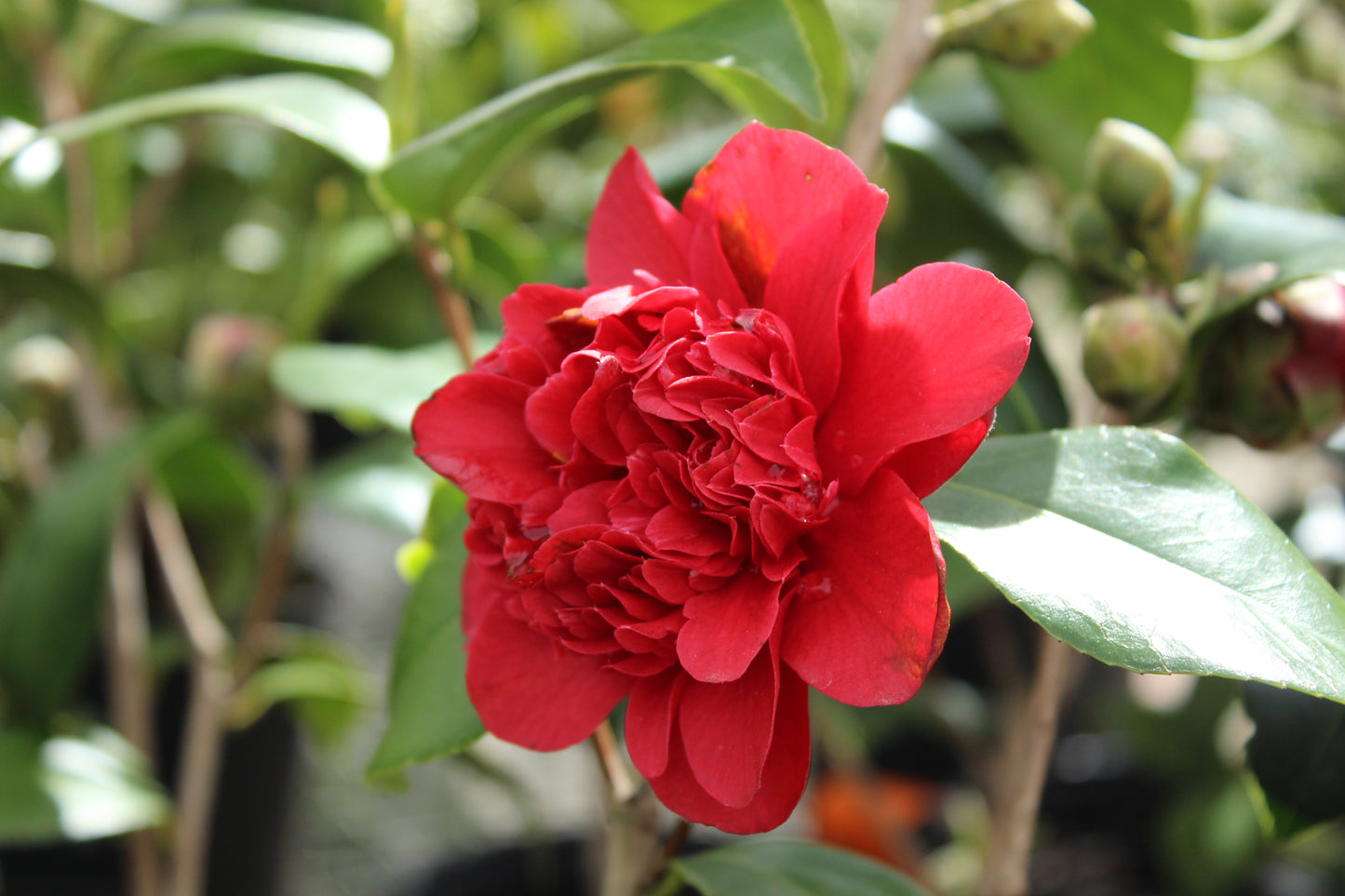 Camellia Takanini 2
