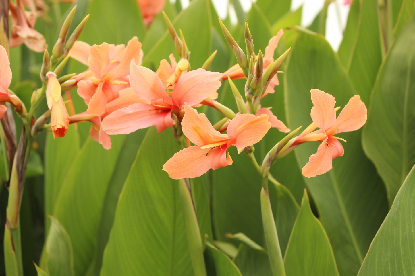 Canna Iridiflora Apricot 3