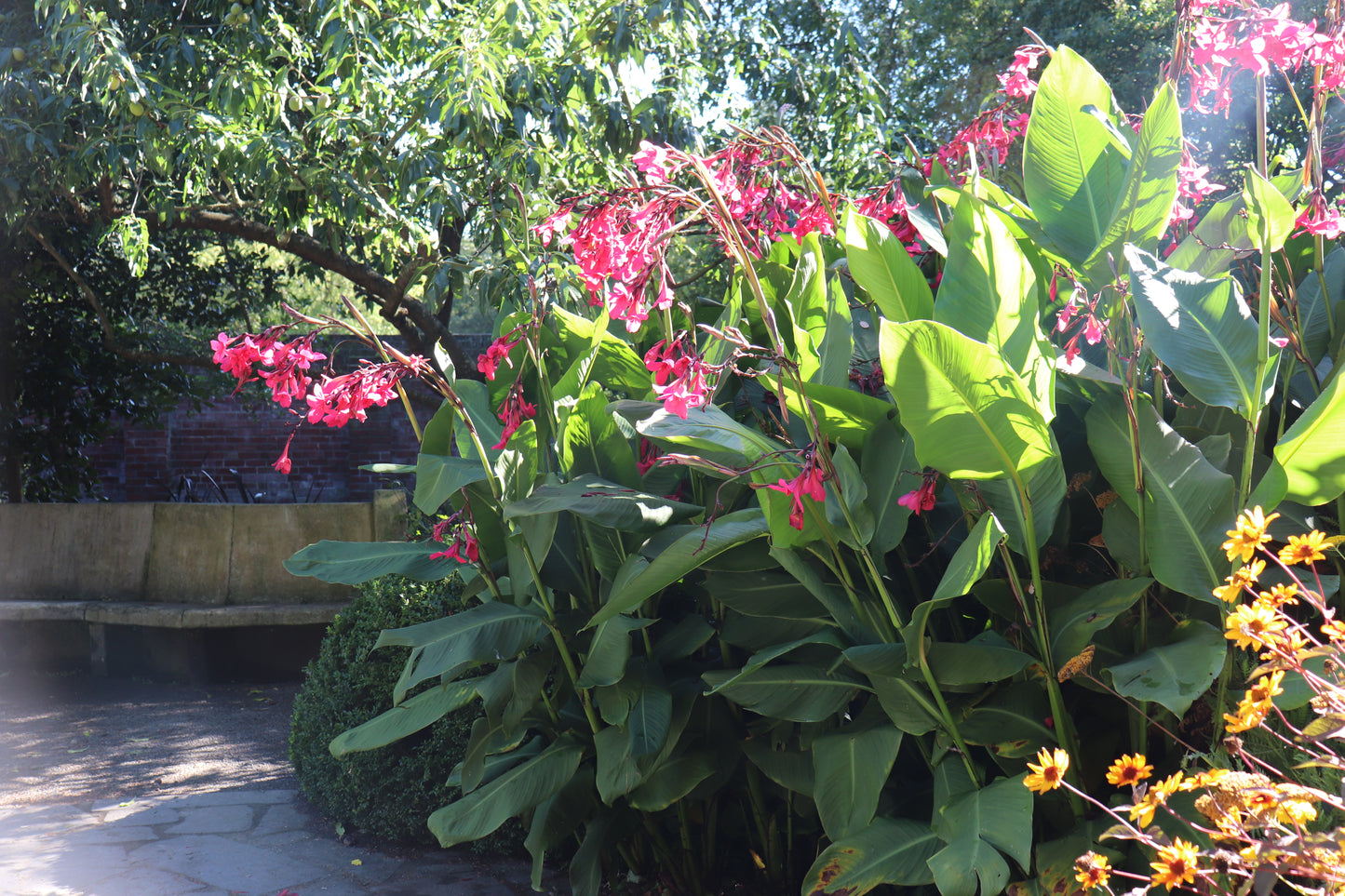 Canna Iridiflora Red 2