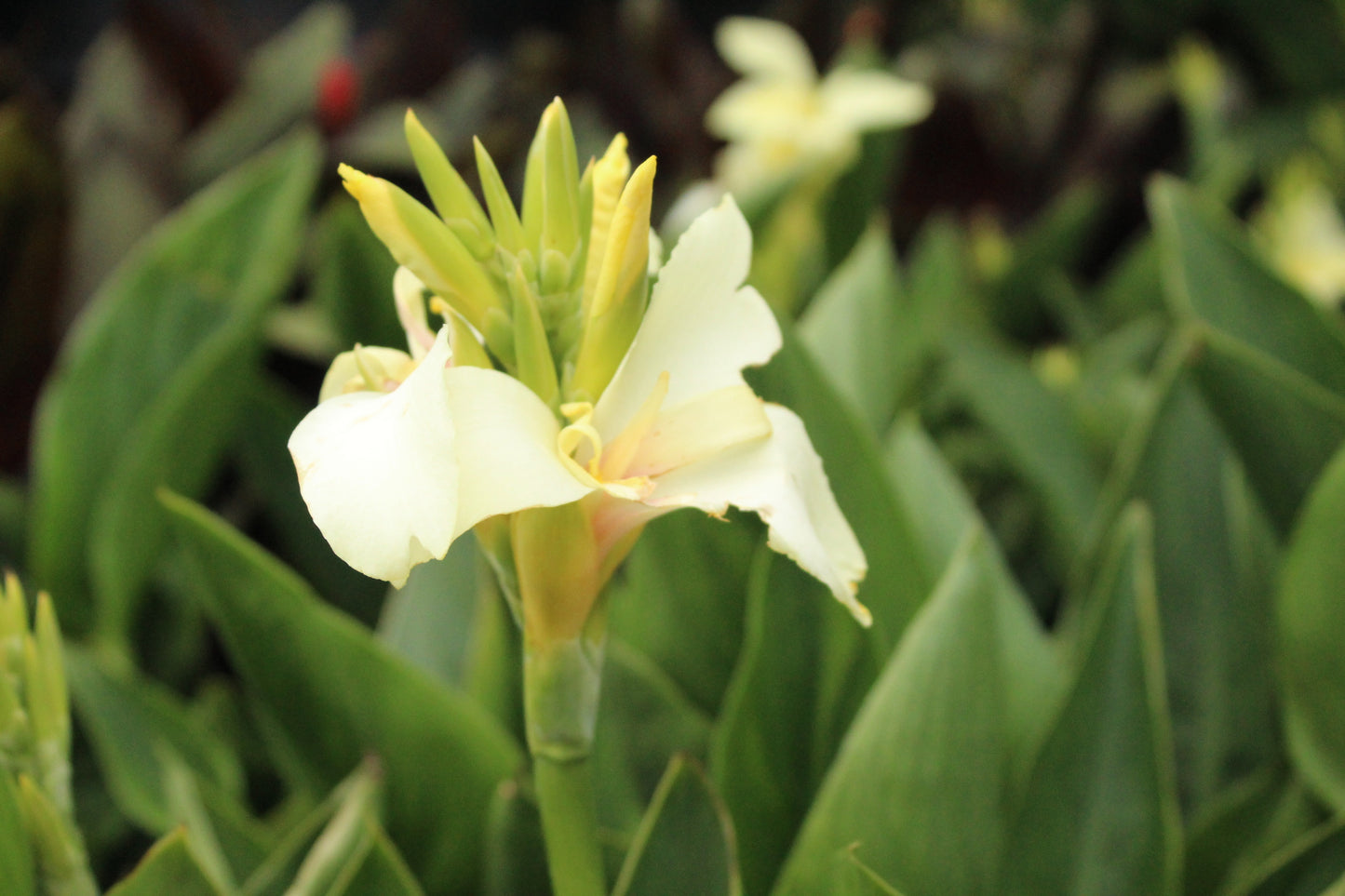 Canna Tropical White