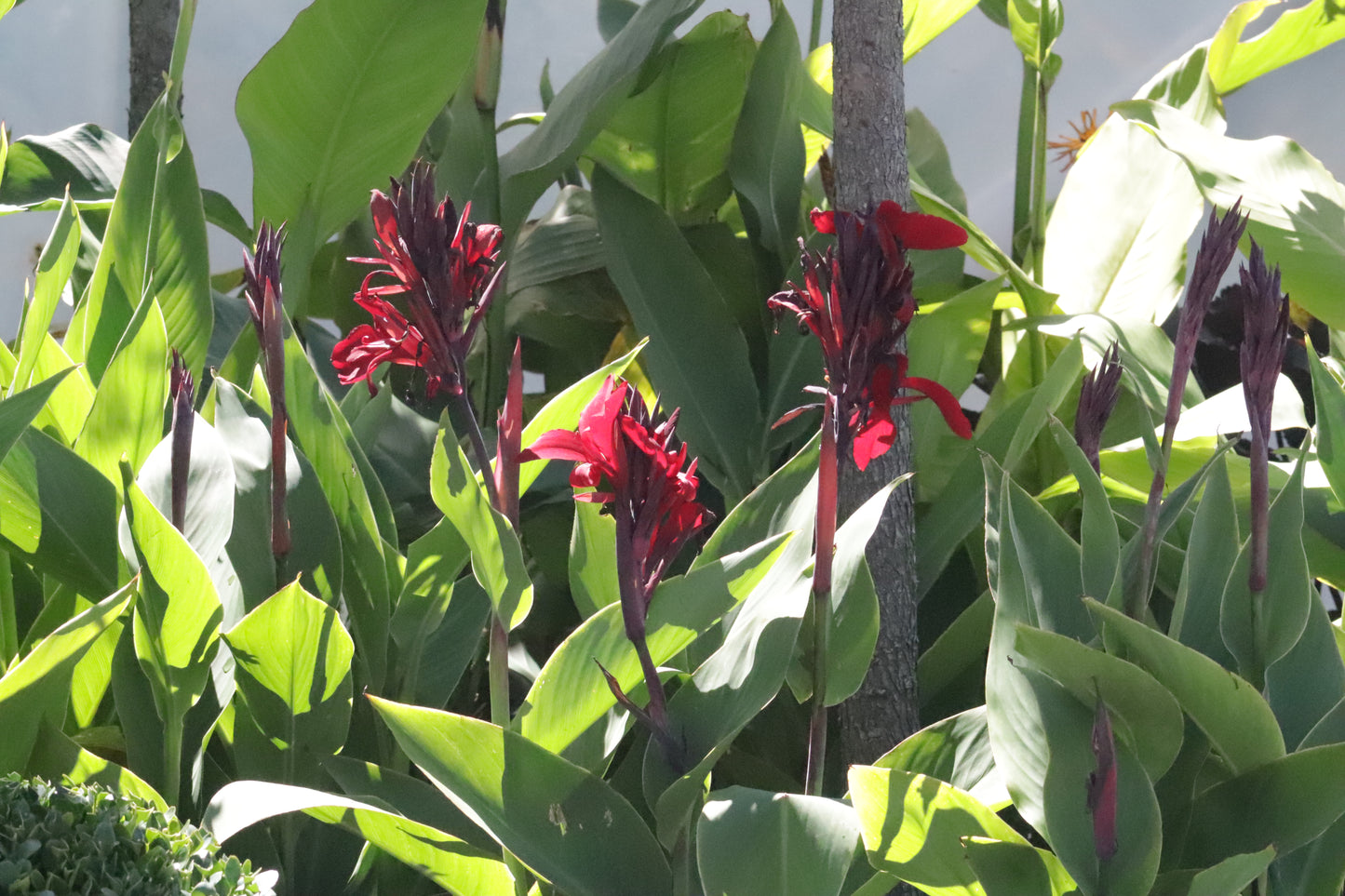 Canna x generalis Black Magic 2