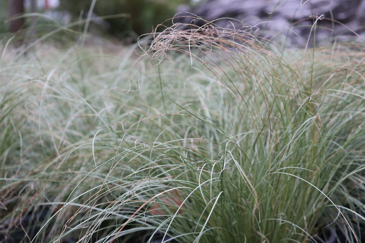 Carex comans Frosted Curls 2