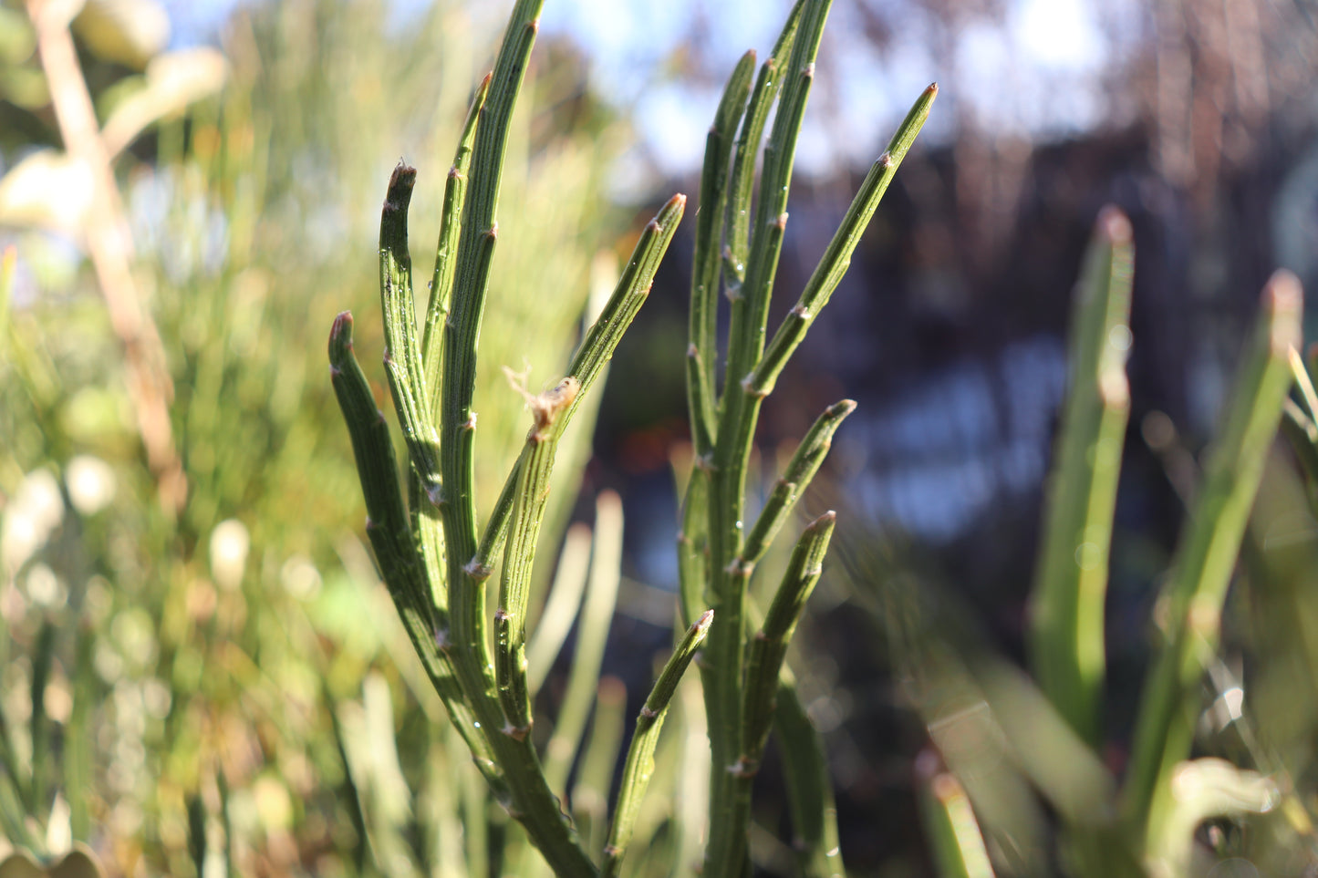 Carmichaelia crassicaule hybrid