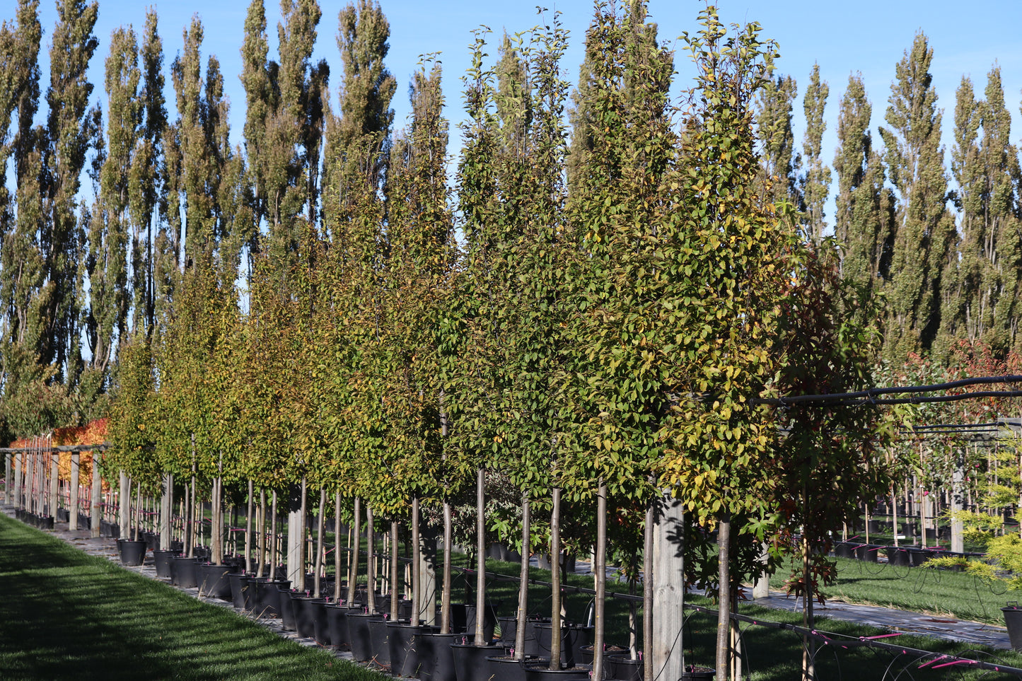 Carpinus betulus Fastigata 2