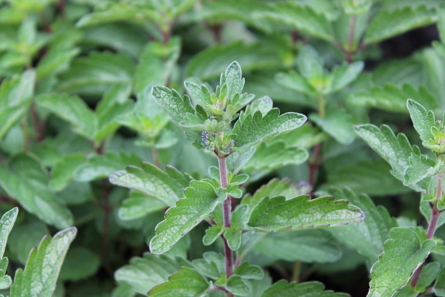 Caryopteris clandoensis