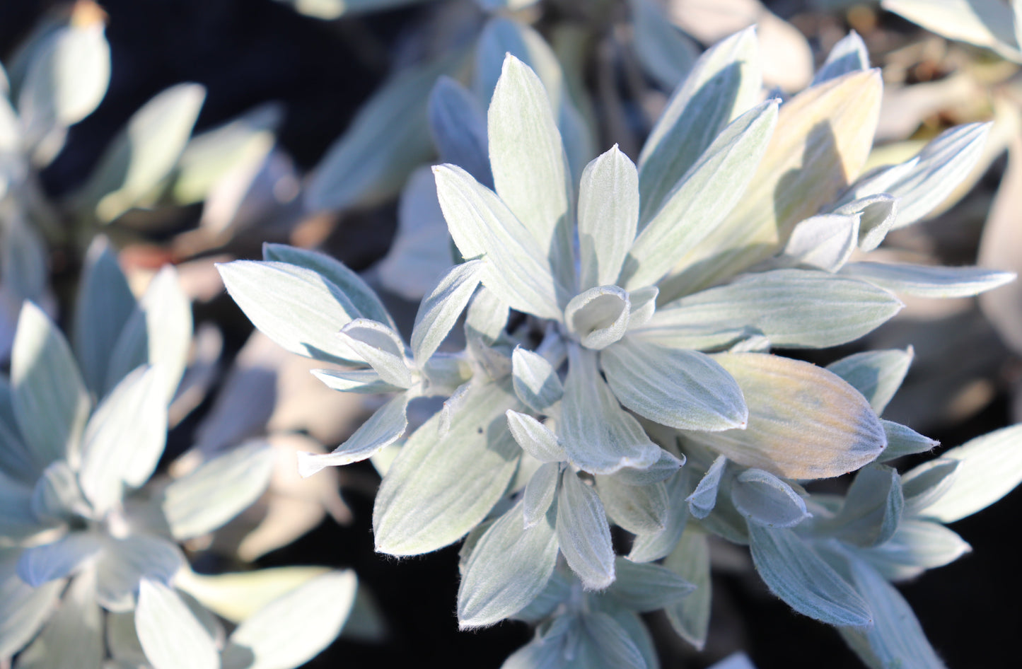Celmisia allanii