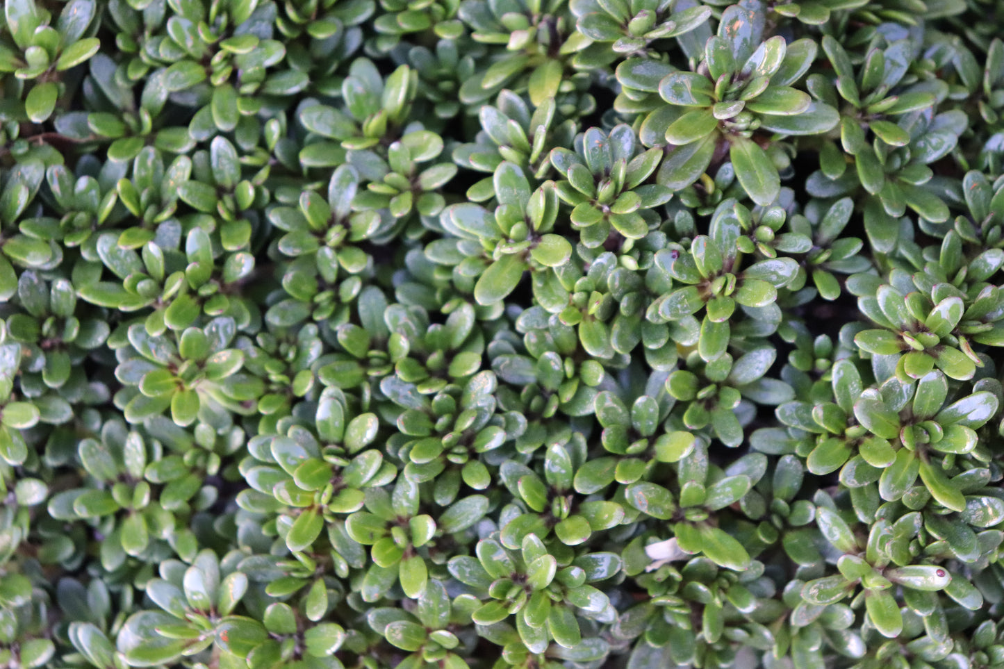 Celmisia bellidioides