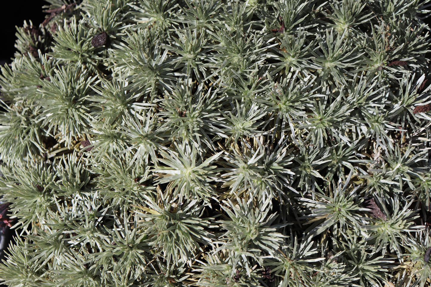 Celmisia sessiliflora