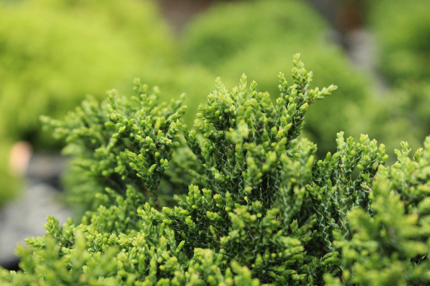 Chamaecyparis green globe