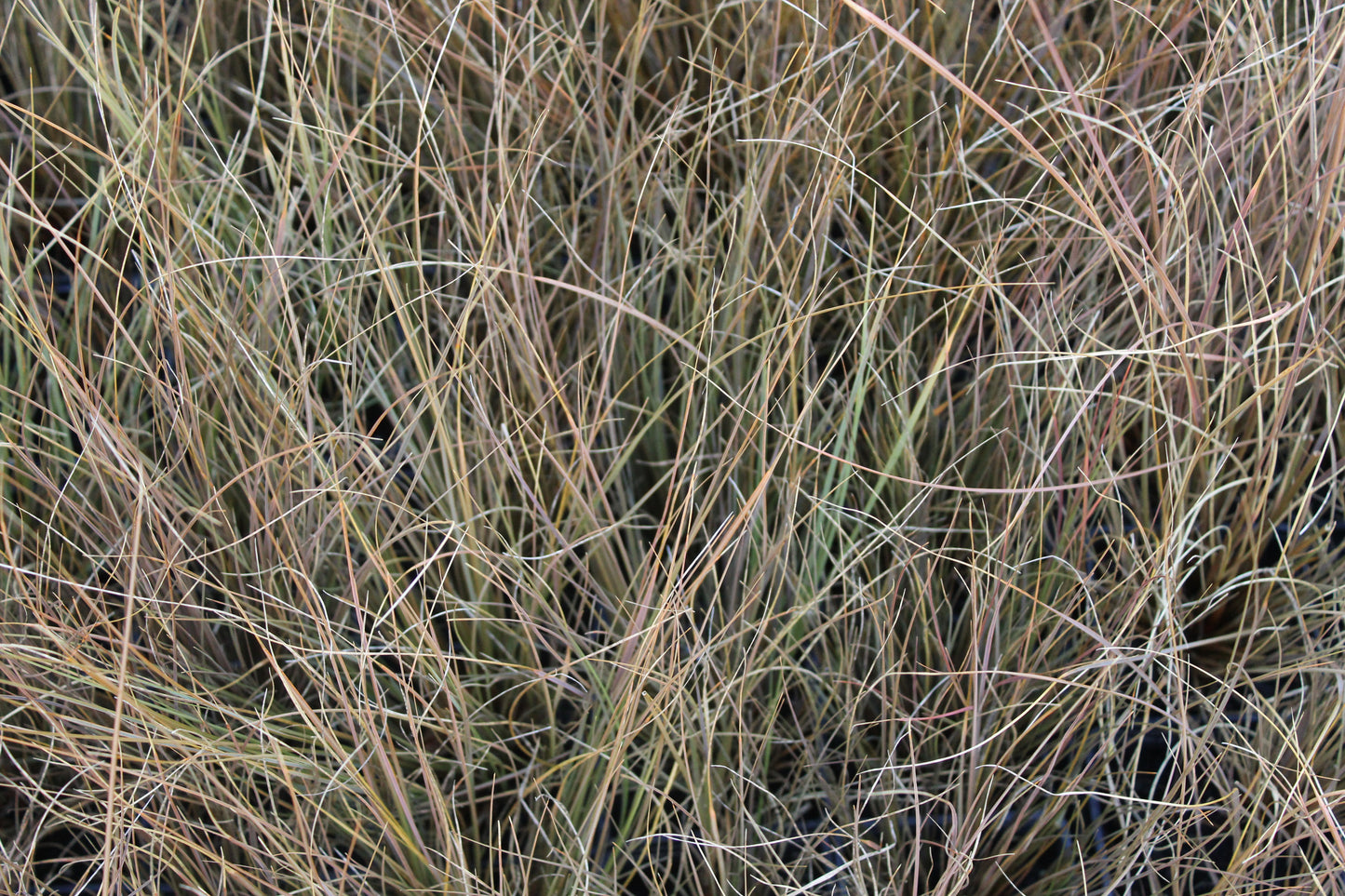 Chionochloa rubra 2