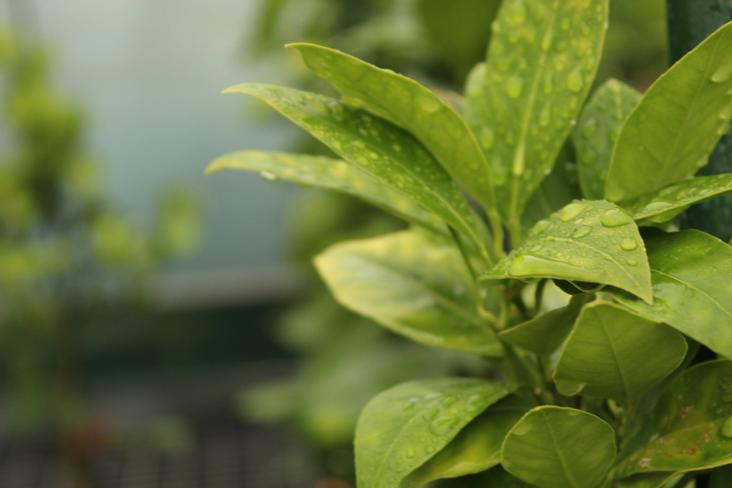 Citrus orange Harwood Late