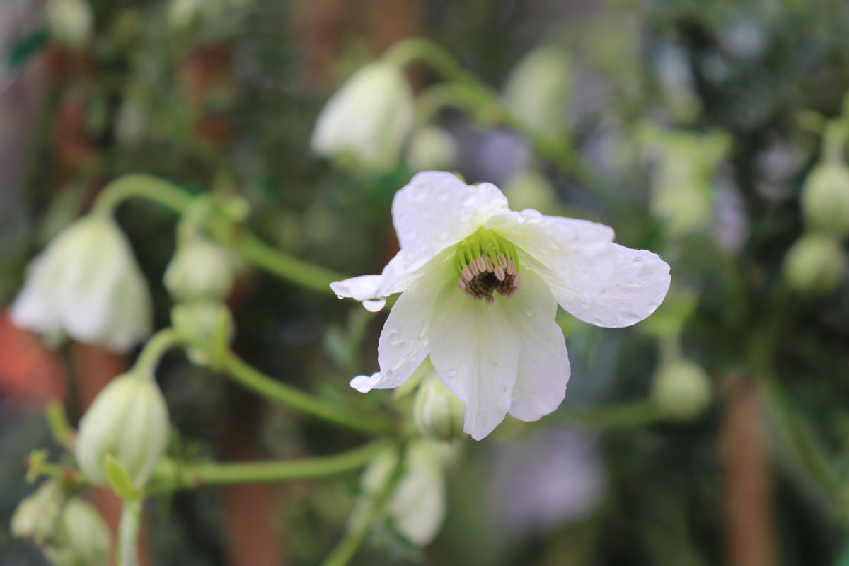 Clematis Sweet Hart