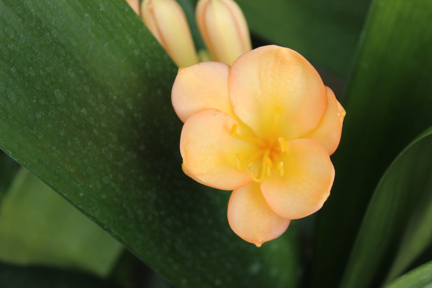 Clivia miniata Apricot 3