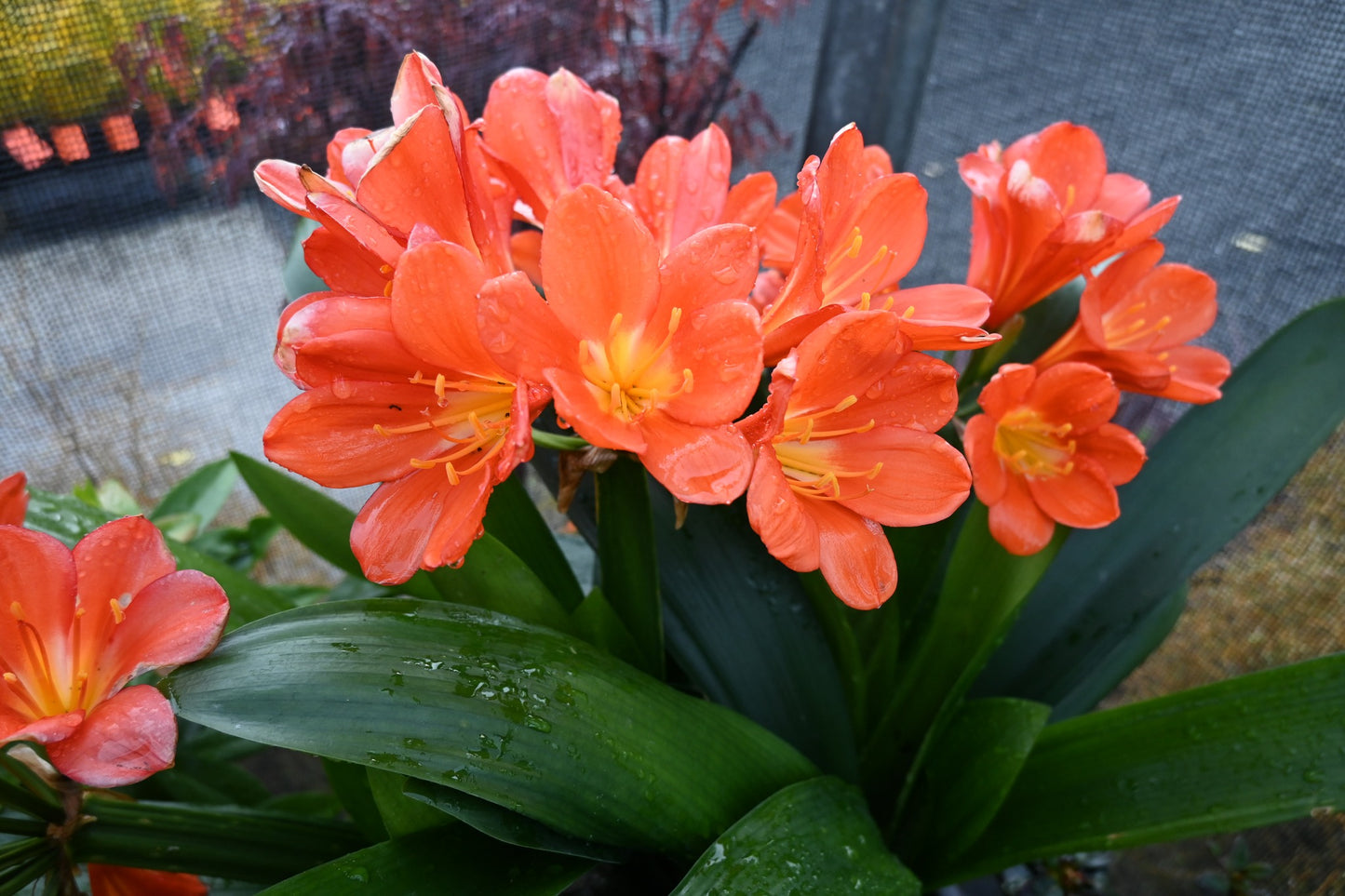 Clivia miniata Orange