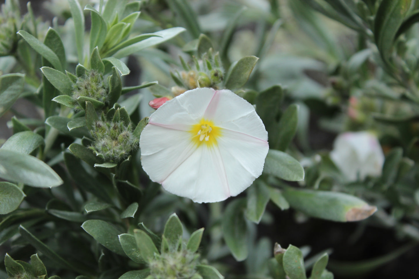 Convolvulus cneorum3