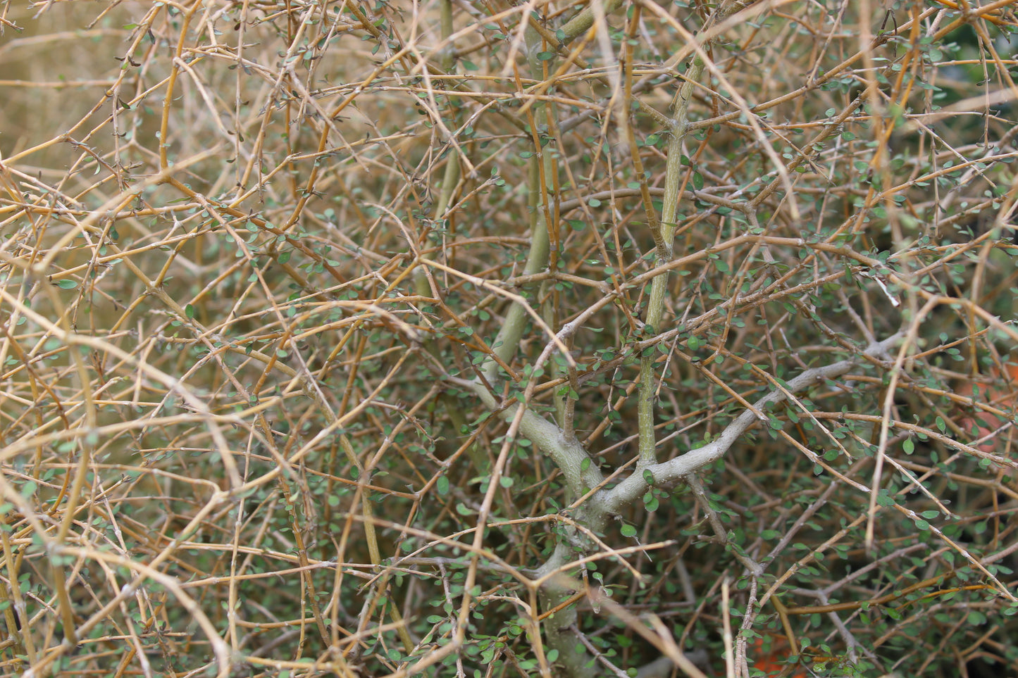Coprosma virescens