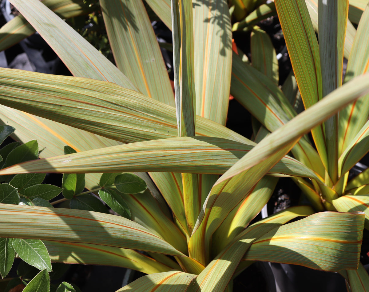 Cordyline indivisa 2