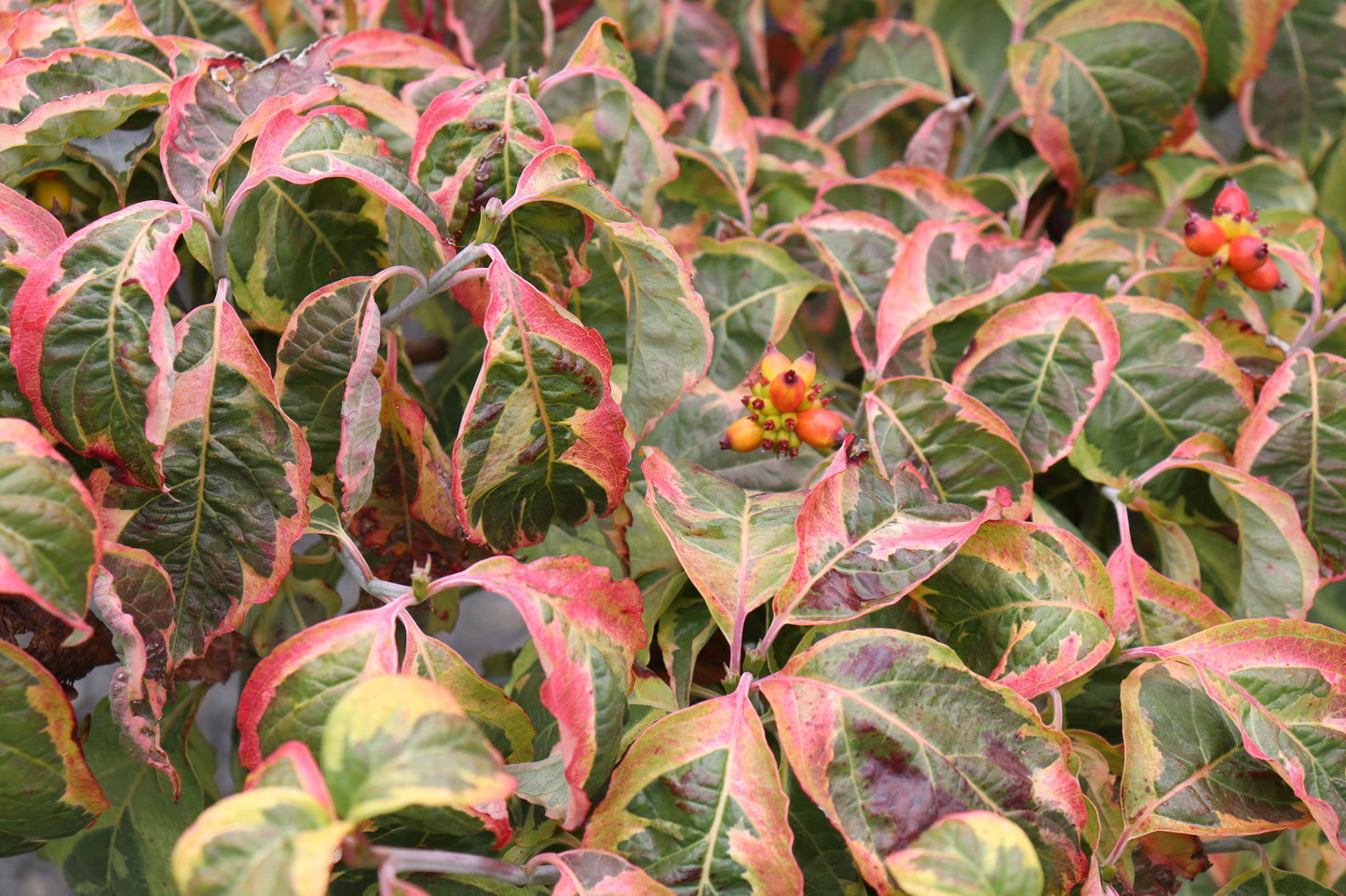 Cornus Cherokee Daybreak 4