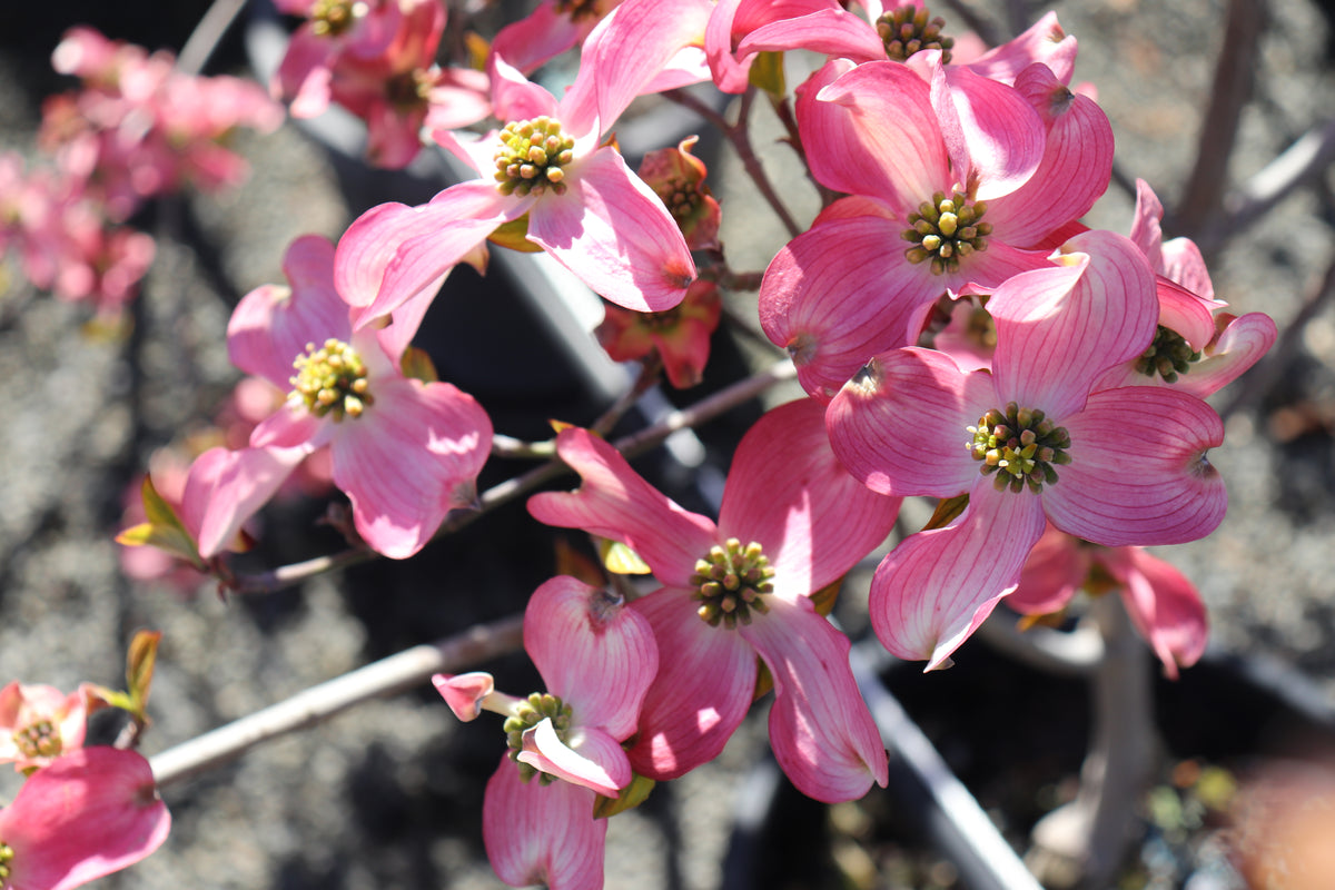 Cornus Cherokee Sunset 2