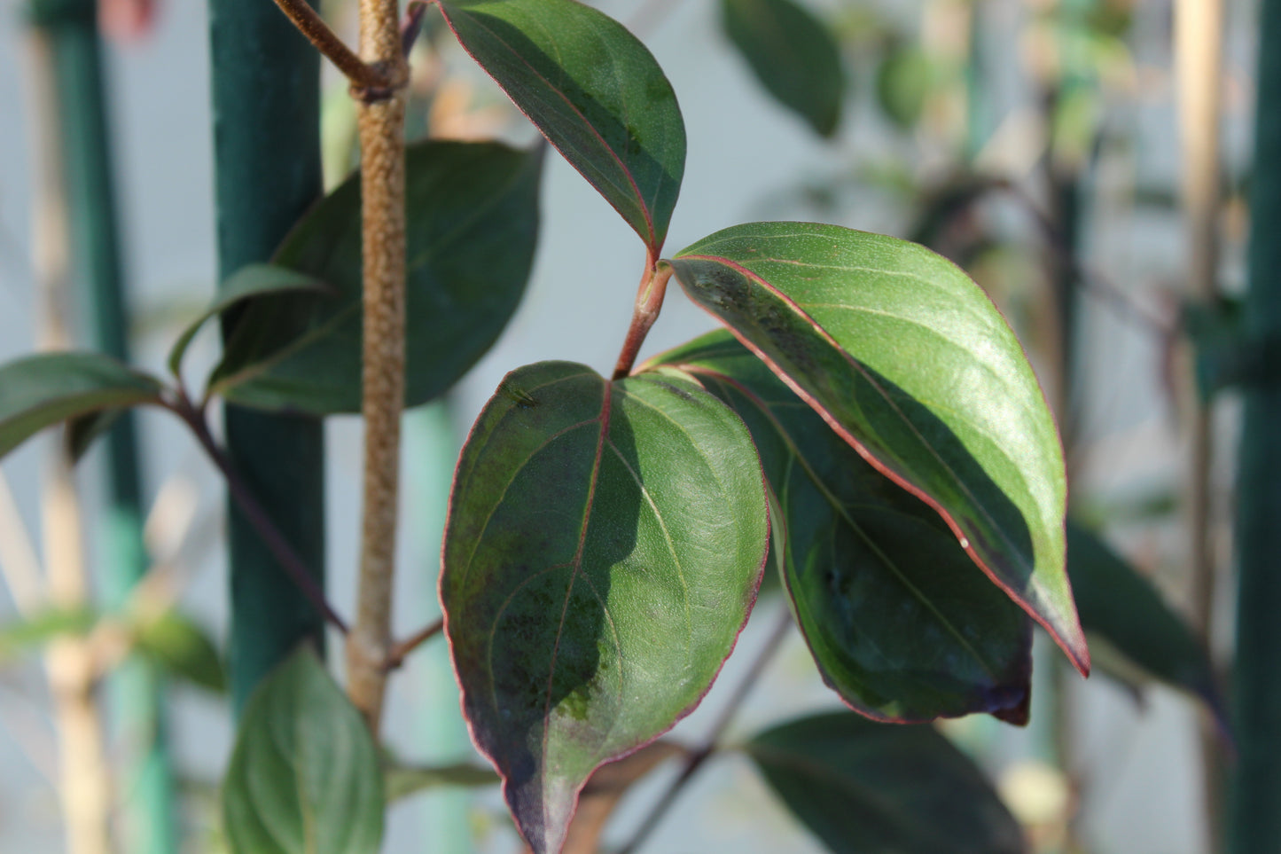 Cornus Greenvale