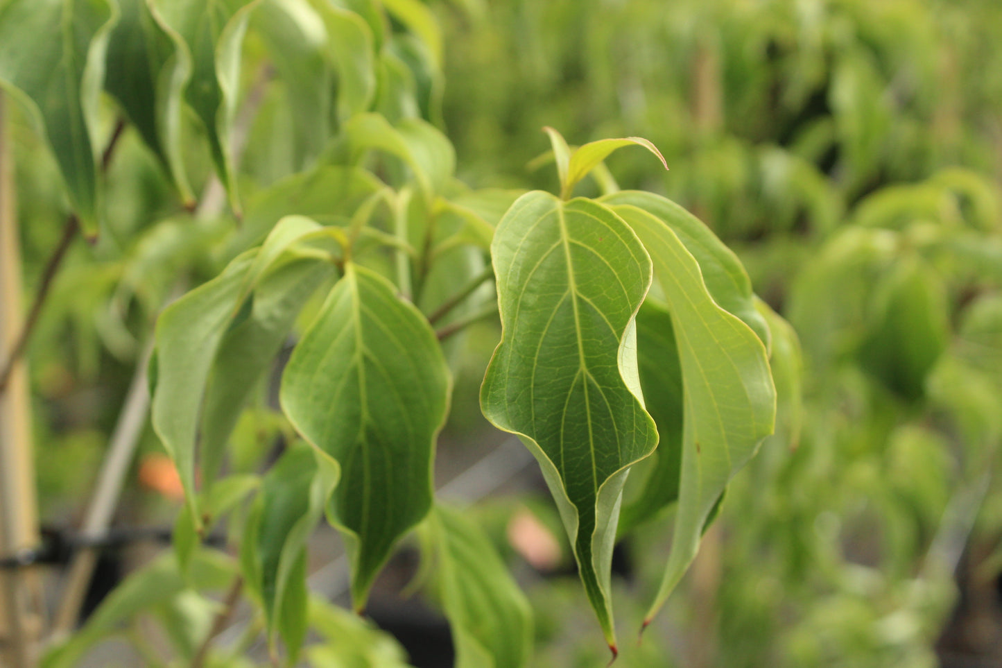 Cornus kousa Milky Way