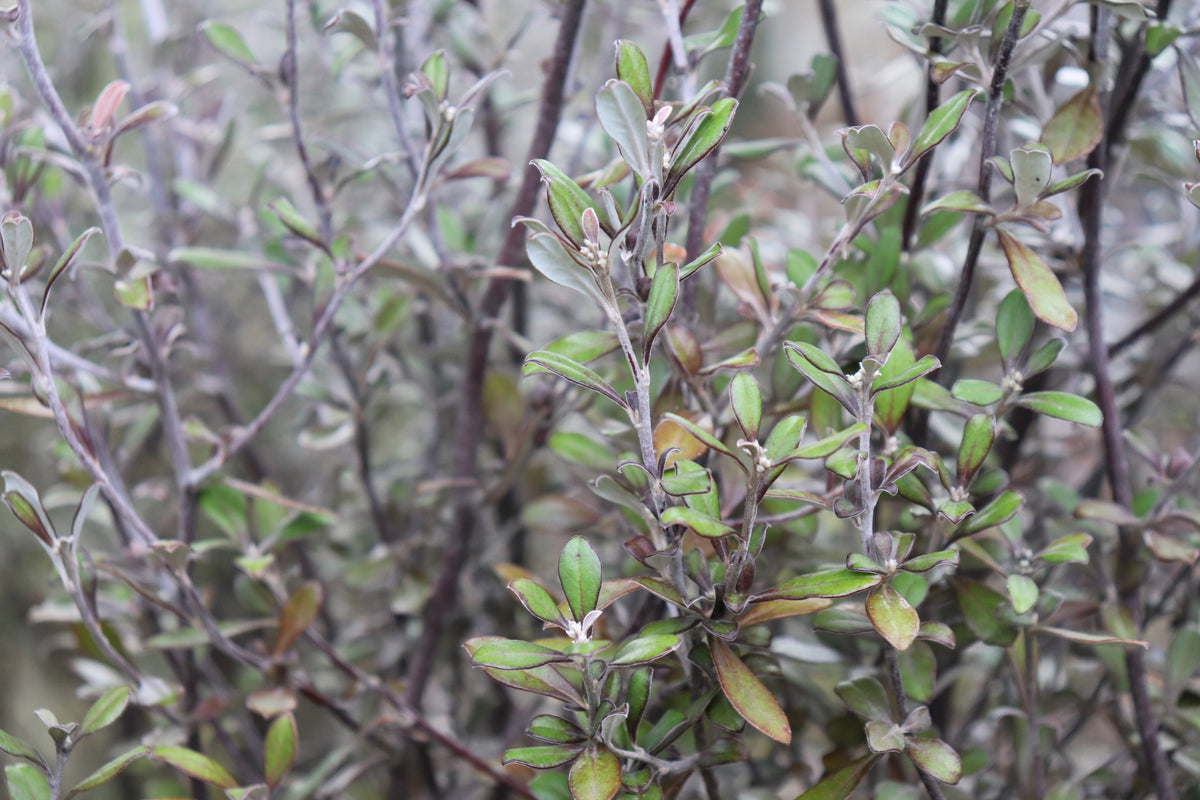 Corokia Bronze King