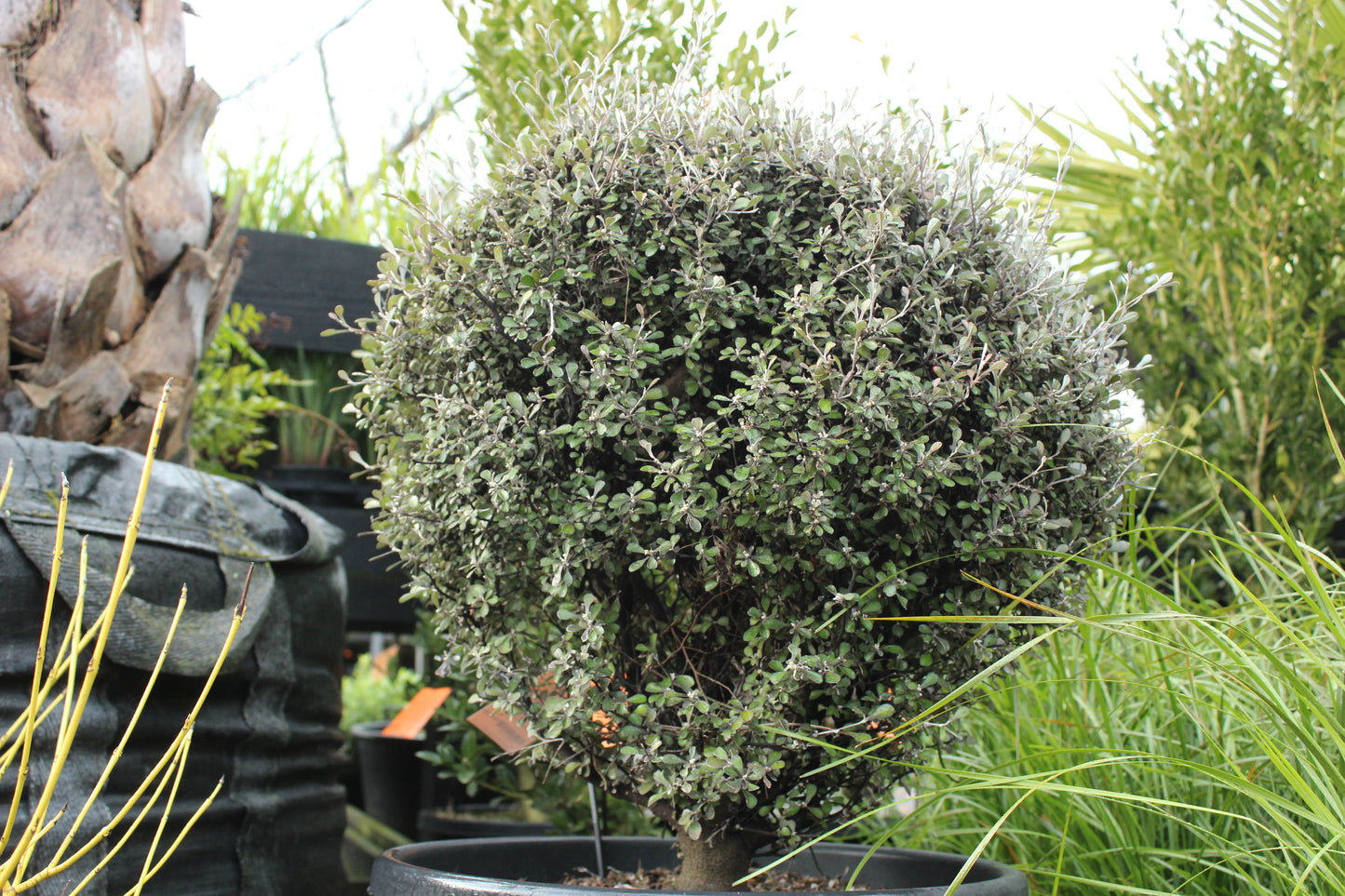 Corokia Silver Ghost 2