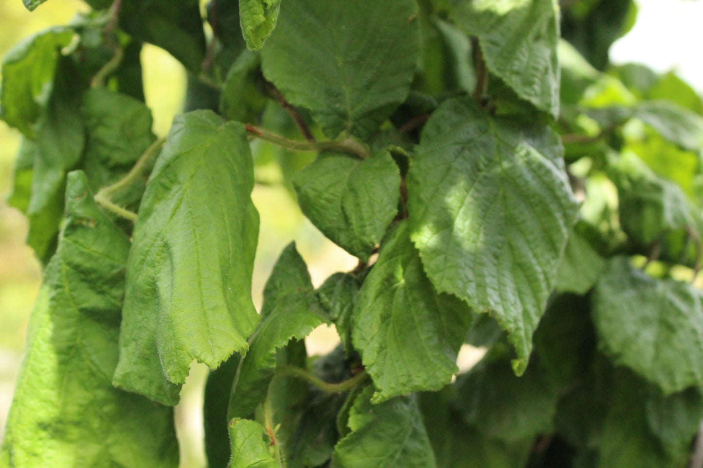 Corylus avellana 'contorta'